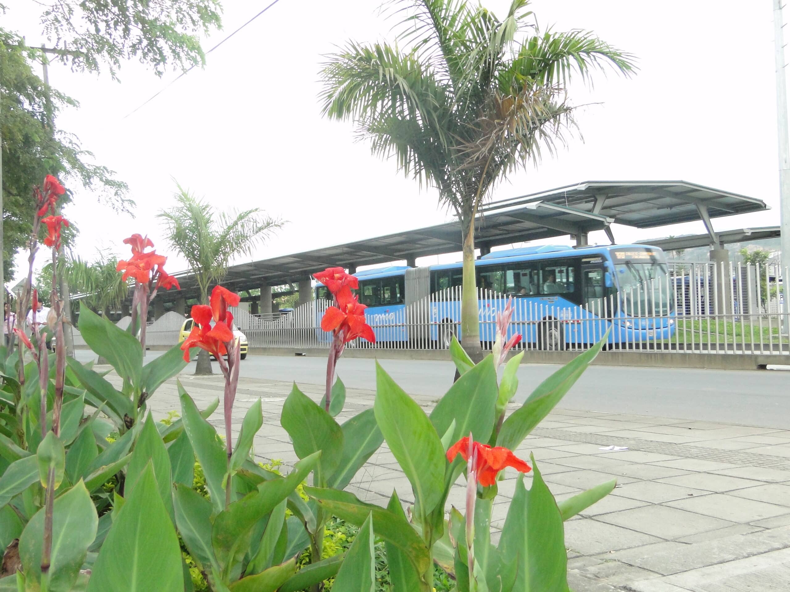 Foto en la cual se ve una flores y al fondo un bus articulado del MIO.